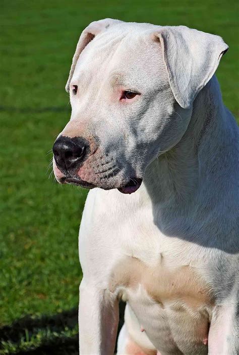 Description. The Dogo Argentino, also referred to as the Argentine Mastiff, is a breed of large, muscular dog that originated in Argentina. It belongs to the miscellaneous class under the working group which is remarkable for their excellence at carrying out police jobs such as guarding property, sled-pulling, and or search and rescue.